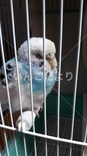 保護鳥の写真