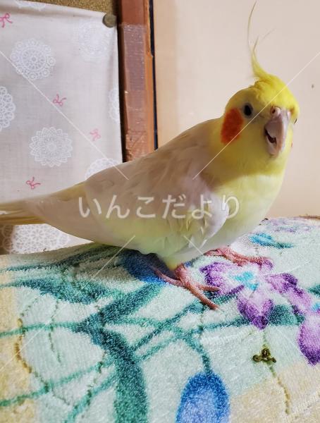 迷い鳥の写真