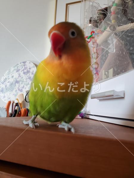 迷い鳥の写真