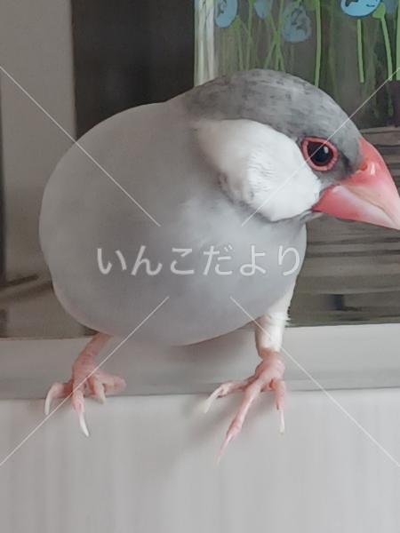 迷い鳥の写真
