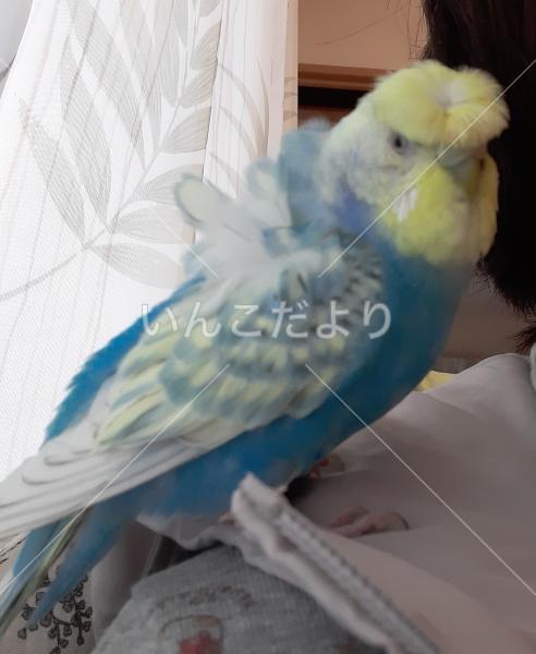 迷い鳥の写真