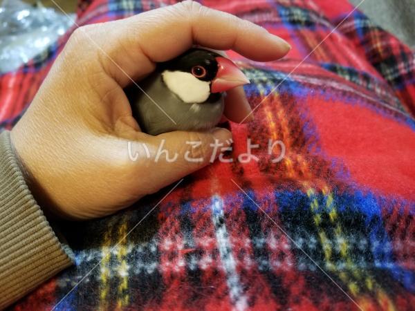 迷い鳥の写真