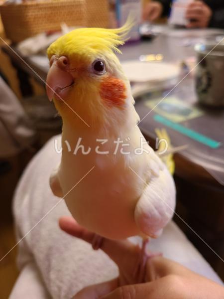 迷い鳥の写真