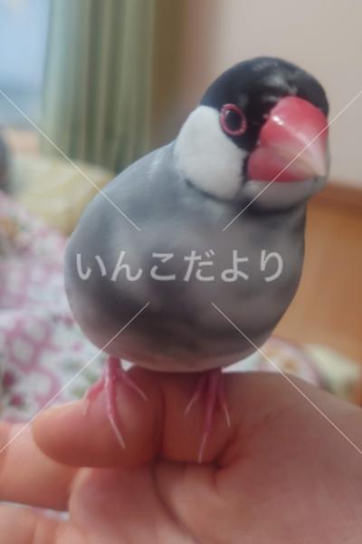 迷い鳥の写真
