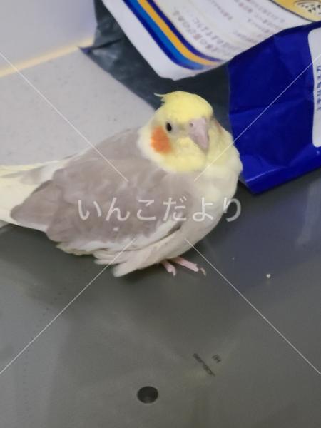 迷い鳥の写真