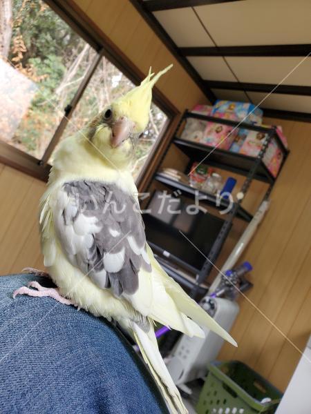 迷い鳥の写真