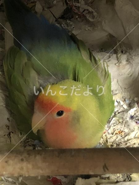 迷い鳥の写真
