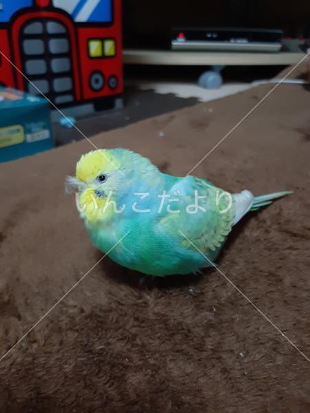 迷い鳥の写真