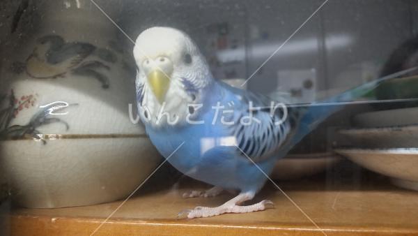 迷い鳥の写真
