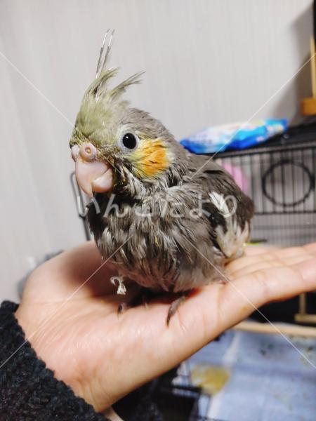 迷い鳥の写真