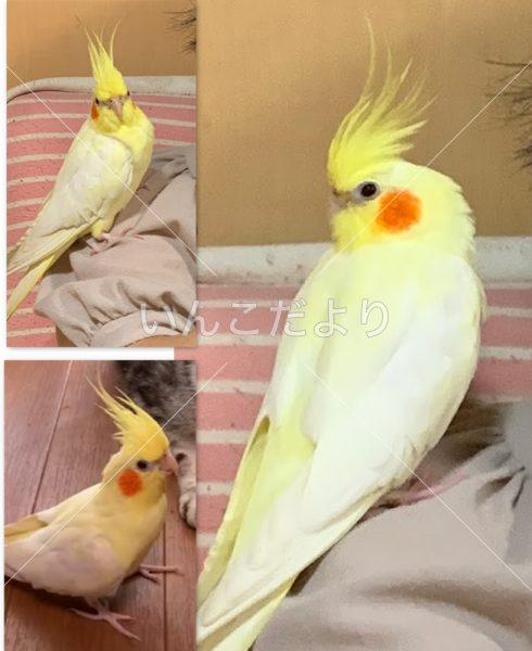迷い鳥の写真