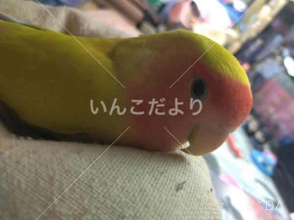 迷い鳥の写真