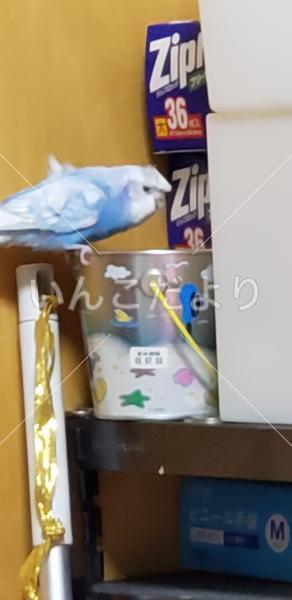 迷い鳥の写真