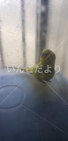 保護鳥の写真