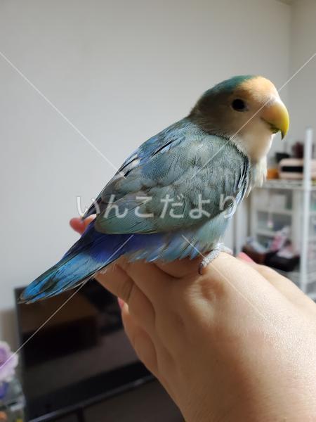 迷い鳥の写真