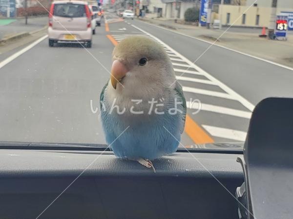 迷い鳥の写真