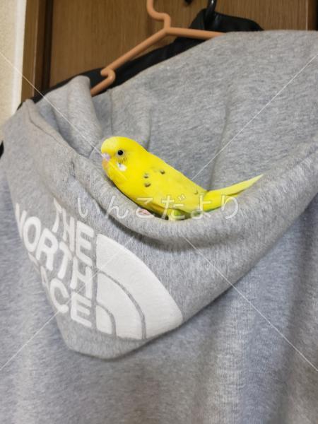 迷い鳥の写真