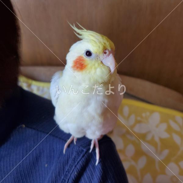 迷い鳥の写真