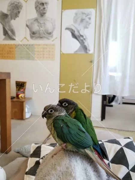 迷い鳥の写真