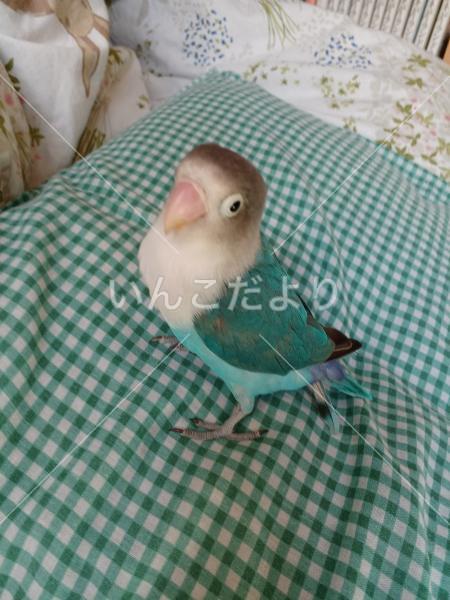 迷い鳥の写真
