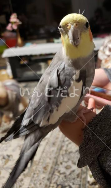 迷い鳥の写真