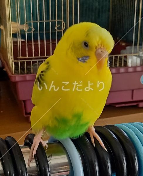 迷い鳥の写真
