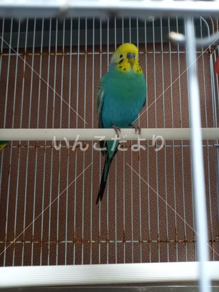 保護鳥の写真