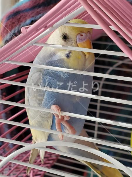 迷い鳥の写真