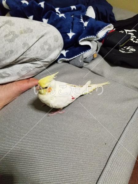 迷い鳥の写真