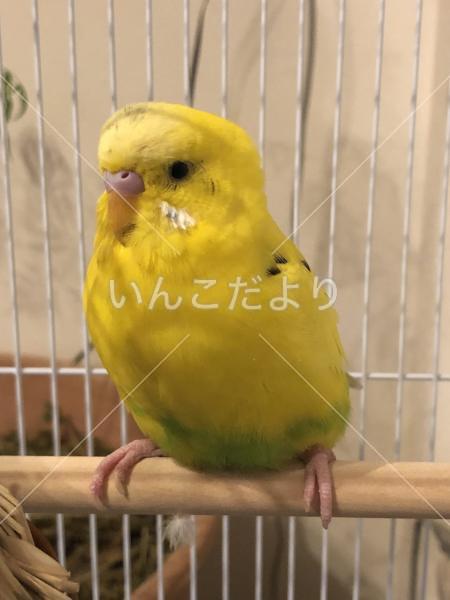 保護鳥の写真