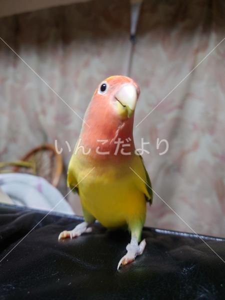 迷い鳥の写真