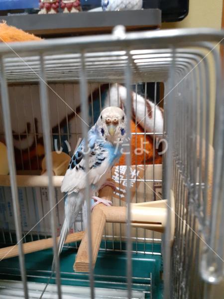 保護鳥の写真
