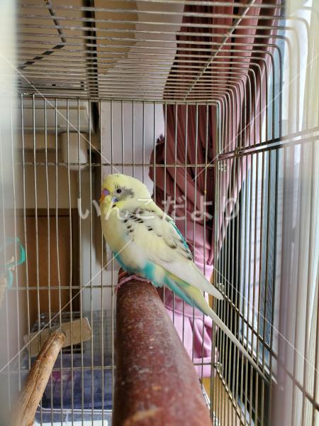 保護鳥の写真