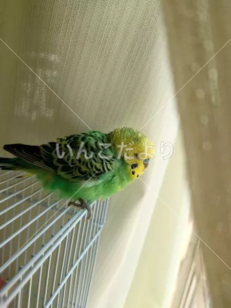 保護鳥の写真