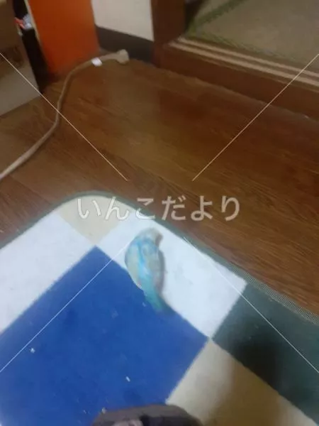 迷い鳥の写真
