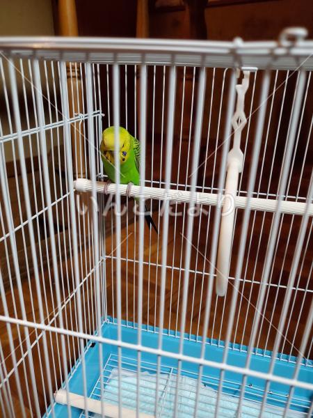 保護鳥の写真