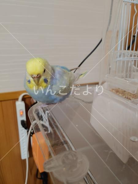 迷い鳥の写真