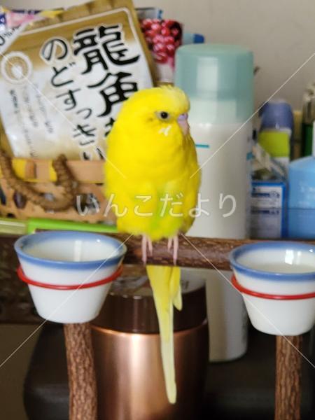 迷い鳥の写真