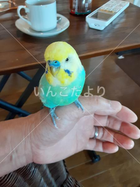 迷い鳥の写真