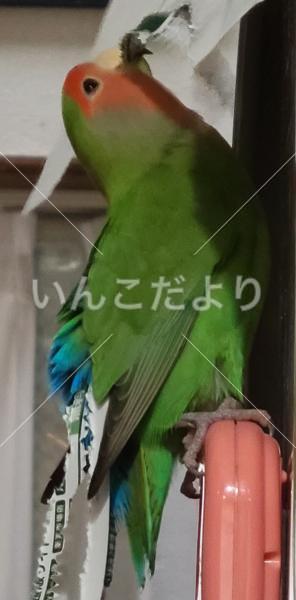 迷い鳥の写真