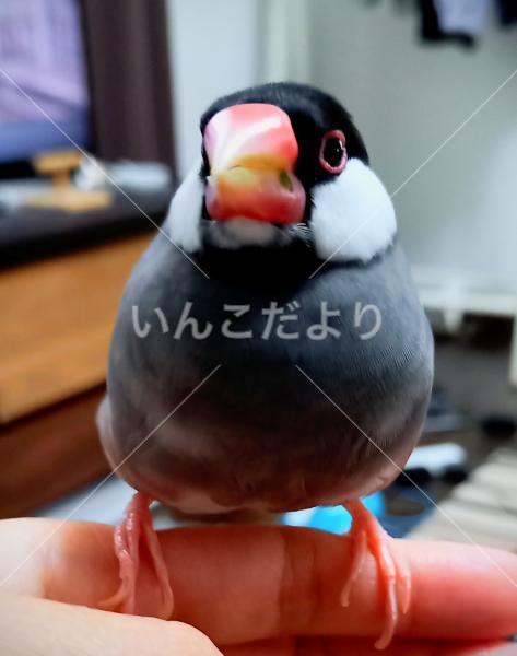 迷い鳥の写真