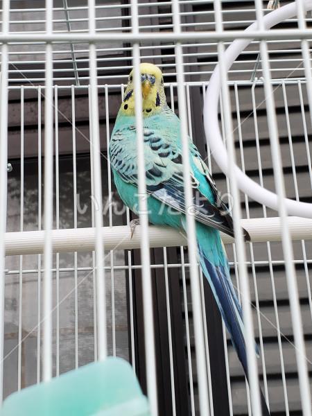 保護鳥の写真