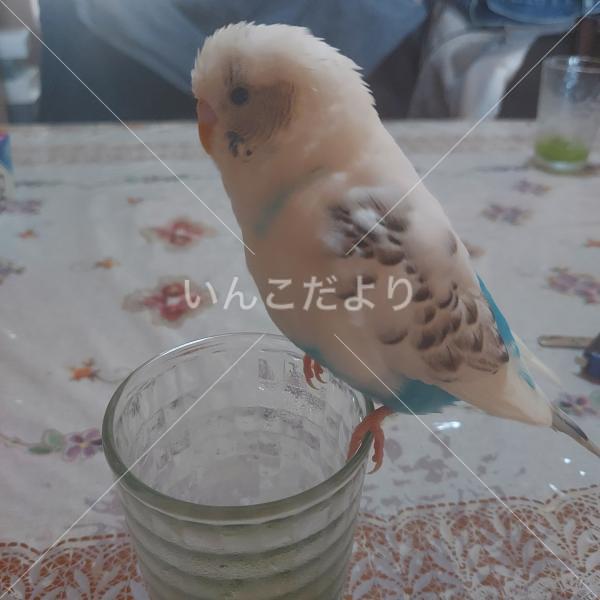 迷い鳥の写真