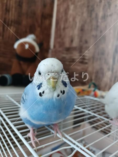 迷い鳥の写真