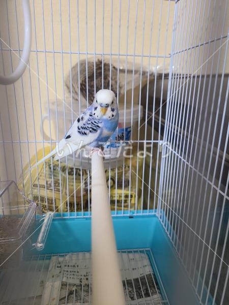 保護鳥の写真