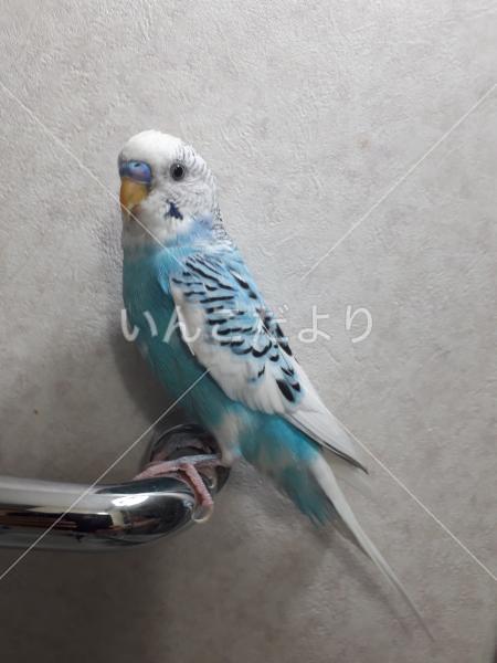 保護鳥の写真