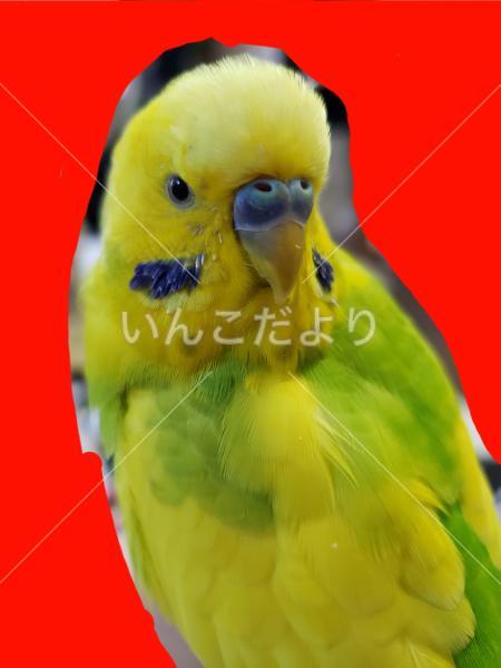 迷い鳥の写真