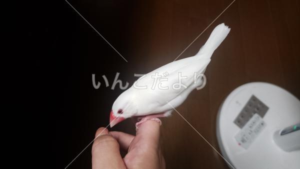 迷い鳥の写真