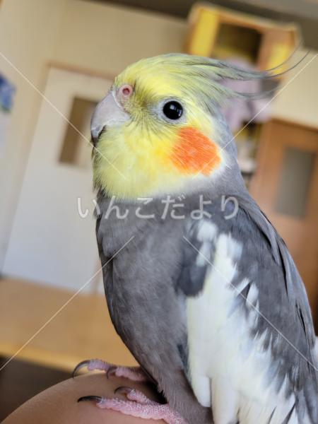 迷い鳥の写真