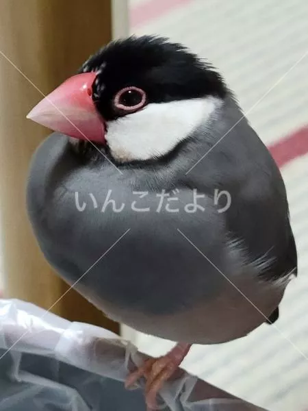 迷い鳥の写真